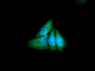 Immunocytochemistry/ Immunofluorescence: Aminopeptidase P1/XPNPEP1 Antibody (9C7) - BSA Free [NBP2-59499]