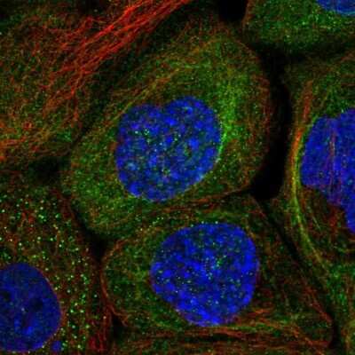 Immunocytochemistry/ Immunofluorescence: Aminopeptidase P1/XPNPEP1 Antibody [NBP1-80613]