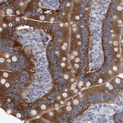 Immunohistochemistry-Paraffin: Aminopeptidase P1/XPNPEP1 Antibody [NBP1-80613]