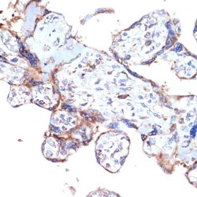 Immunohistochemistry-Paraffin: Aminopeptidase PILS/ARTS1 Antibody (6V8C0) [NBP3-16626]