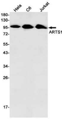 Western Blot: Aminopeptidase PILS/ARTS1 Antibody (S06-1H3) [NBP3-14916]