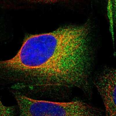 Immunocytochemistry/ Immunofluorescence: Amphiphysin/AMPH Antibody [NBP1-86033]