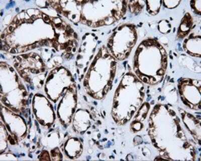 Immunohistochemistry-Paraffin: APP Antibody (OTI7G9) [NBP2-02358]