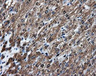Immunohistochemistry-Paraffin: APP Antibody (OTI7G9) [NBP2-02358]