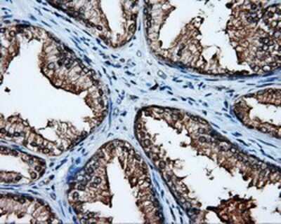 Immunohistochemistry-Paraffin: APP Antibody (OTI7G9) [NBP2-02358]