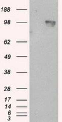 Western Blot: APP Antibody (OTI7G9) [NBP2-02358]