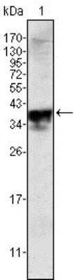 Western Blot: Androgen R/NR3C4 Antibody (2H8)Azide and BSA Free [NBP2-80576]