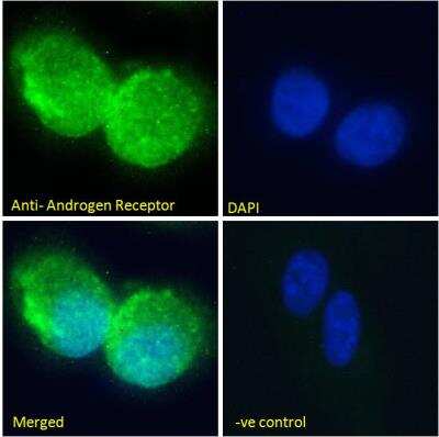 Immunocytochemistry/ Immunofluorescence: Androgen R/NR3C4 Antibody [NB100-1446]