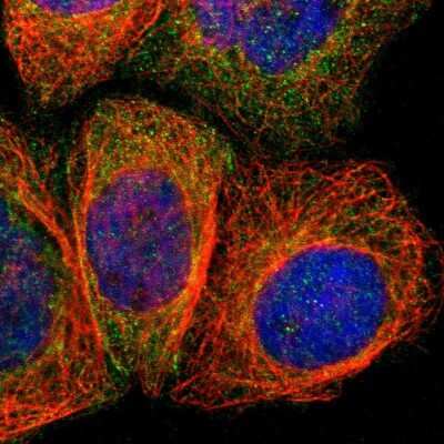 Immunocytochemistry/ Immunofluorescence: Angiomotin like 1 Antibody [NBP1-91665]
