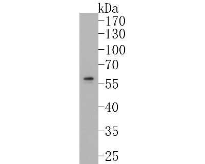 Western Blot: Angiopoietin-1 Antibody (SN67-02) [NBP2-67664]