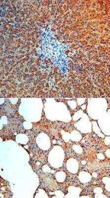 Immunohistochemistry: Angiopoietin-4 Antibody [NBP1-30090]