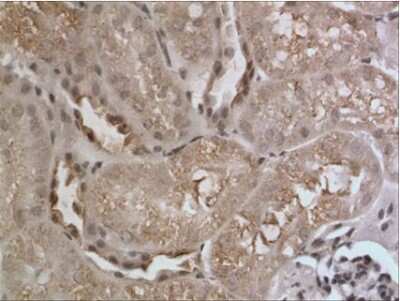 Immunohistochemistry-Paraffin: Angiopoietin-4 Antibody (RM0073-2H34) - Azide and BSA Free [NBP1-21700]