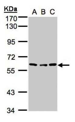 Western Blot: Angiopoietin-4 Antibody [NBP1-32607]