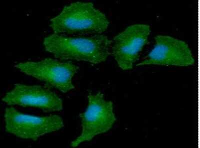 Immunocytochemistry/ Immunofluorescence: Angiopoietin-like Protein 3/ANGPTL3 Antibody (23D8) - BSA Free [NBP2-60244]