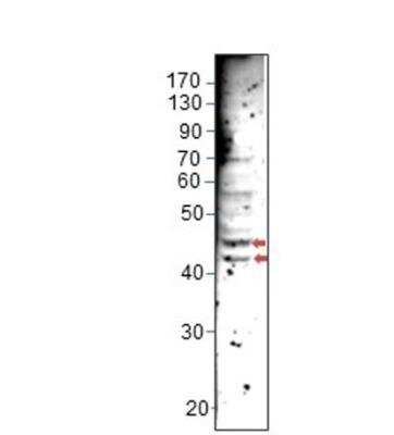 Western Blot: Angiopoietin-like Protein 5/ANGPTL5 Antibody [NBP3-12379]