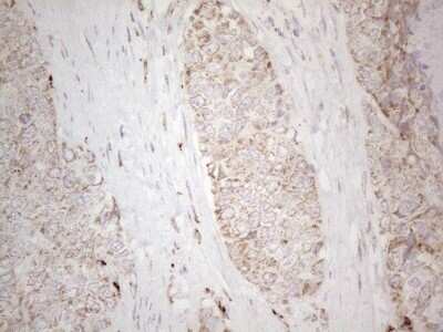 Immunohistochemistry: Angiopoietin-like protein 8/Betatrophin Antibody (OTI1B12) [NBP2-46596]