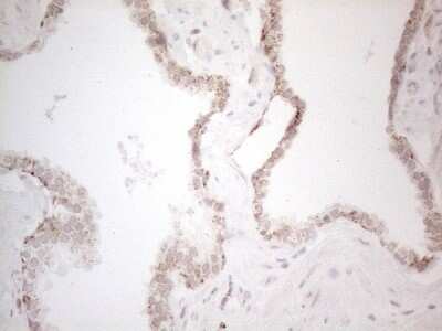 Immunohistochemistry: Angiopoietin-like protein 8/Betatrophin Antibody (OTI1B12) [NBP2-46596]