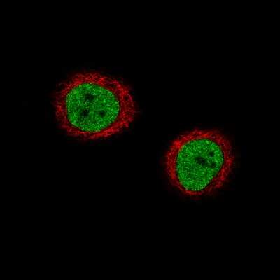 Immunocytochemistry/ Immunofluorescence: Anillin Antibody (CL0301) [NBP2-52907]