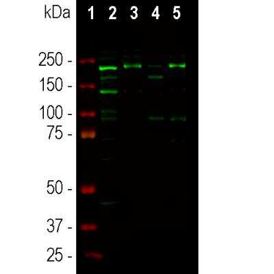 Immunocytochemistry/ Immunofluorescence: Ankyrin 3 Antibody [NBP3-05550]