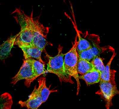 Immunocytochemistry/ Immunofluorescence: Ankyrin 3 Antibody (S106-20) [NBP2-59310]