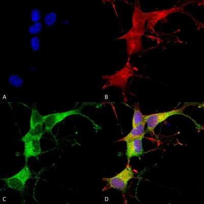 Immunocytochemistry/ Immunofluorescence: Ankyrin 3 Antibody (S106-20) [NBP2-59310]