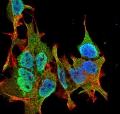 Immunocytochemistry/ Immunofluorescence: Ankyrin Brain Antibody (S105-13) [NBP2-59374]