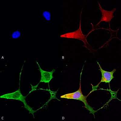 Immunocytochemistry/ Immunofluorescence: Ankyrin Brain Antibody (S105-13) [NBP2-59374]