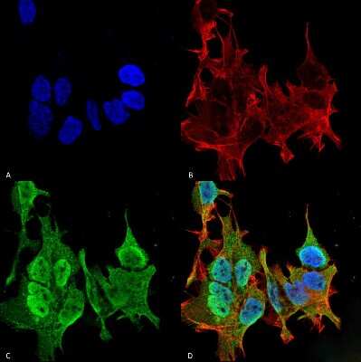 Immunocytochemistry/ Immunofluorescence: Ankyrin Brain Antibody (S105-13) [NBP2-59374]