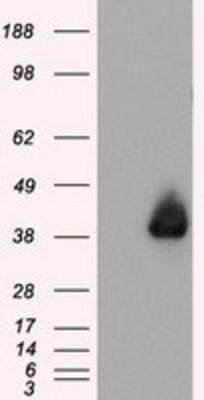 Western Blot: Annexin A1 Antibody (OTI3A8) [NBP2-02357]