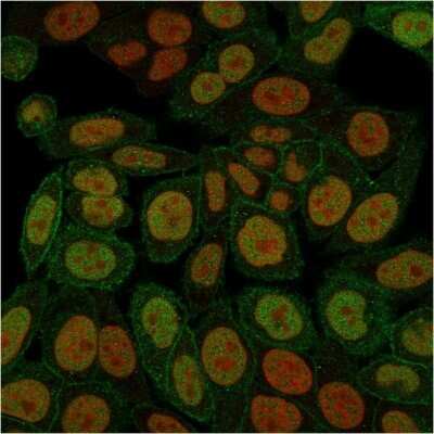 Immunocytochemistry/ Immunofluorescence: Annexin A1 Antibody (ANXA1/3566) - Azide and BSA Free [NBP3-08708]