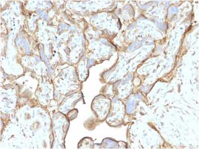 Immunohistochemistry-Paraffin: Annexin A1 Antibody (CPTC-ANXA1-1) - Azide and BSA Free [NBP3-08699]