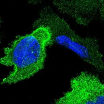 Immunocytochemistry/ Immunofluorescence: Annexin A1 Antibody [NBP1-90161]