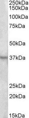 Western Blot: Annexin A1 Antibody [NBP1-18842]