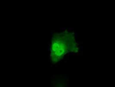 Immunocytochemistry/ Immunofluorescence: Annexin A10 Antibody (OTI4D8) - Azide and BSA Free [NBP2-71683]