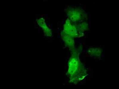 Immunocytochemistry/ Immunofluorescence: Annexin A11 Antibody (OTI1C6) - Azide and BSA Free [NBP2-70182]