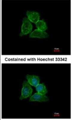 Immunocytochemistry/ Immunofluorescence: Annexin A13 Antibody [NBP1-30985]