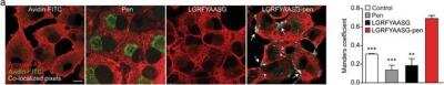 Immunocytochemistry/ Immunofluorescence: Annexin A2 Antibody (1G7) [H00000302-M02]