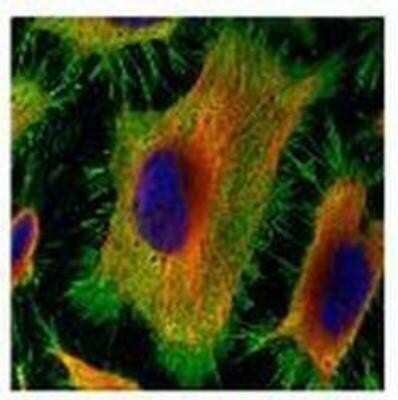 Immunocytochemistry/ Immunofluorescence: Annexin A2 Antibody [NBP1-31310]