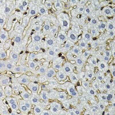Immunohistochemistry-Paraffin: Annexin A2 Antibody - BSA Free [NBP2-92959]