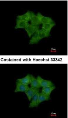 Immunocytochemistry/ Immunofluorescence: Annexin A4 Antibody [NBP1-31751]