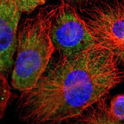 Immunocytochemistry/ Immunofluorescence: Annexin A4 Antibody [NBP1-90151]