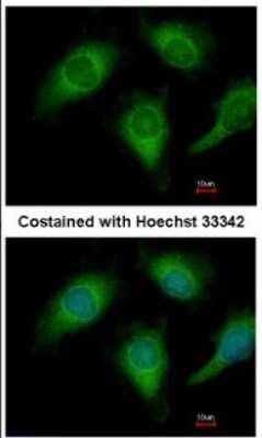 Immunocytochemistry/ Immunofluorescence: Annexin A4 Antibody [NBP2-15409]