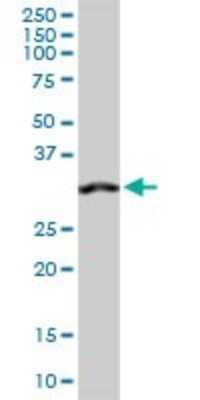 Western Blot: Annexin A4 Antibody [H00000307-D01P]