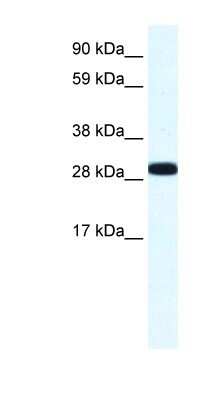Western Blot: Annexin A4 Antibody [NBP1-59120]