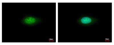 Immunocytochemistry/ Immunofluorescence: Annexin A7 Antibody [NBP1-31442]