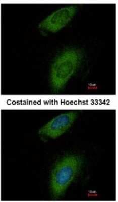 Immunocytochemistry/ Immunofluorescence: Annexin A8/ANXA8 Antibody [NBP2-15411]
