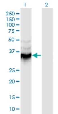 Western Blot: Annexin A9 Antibody (5G3) [H00008416-M08]