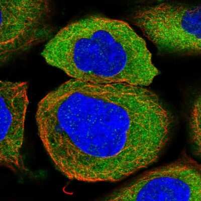Immunocytochemistry/ Immunofluorescence: Annexin A9 Antibody [NBP1-90152]