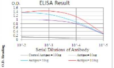 ELISA: Annexin V Antibody (3B9B7) - BSA Free [NBP2-52414]