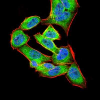 Immunocytochemistry/ Immunofluorescence: Annexin V Antibody (3B9B7) - BSA Free [NBP2-52414]